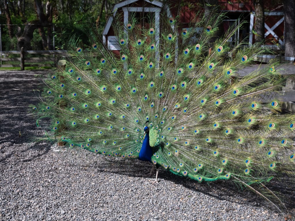 A gorgeous peacock struts his stuff alongside the goat pen at the Beacon Hill Children's Farm.