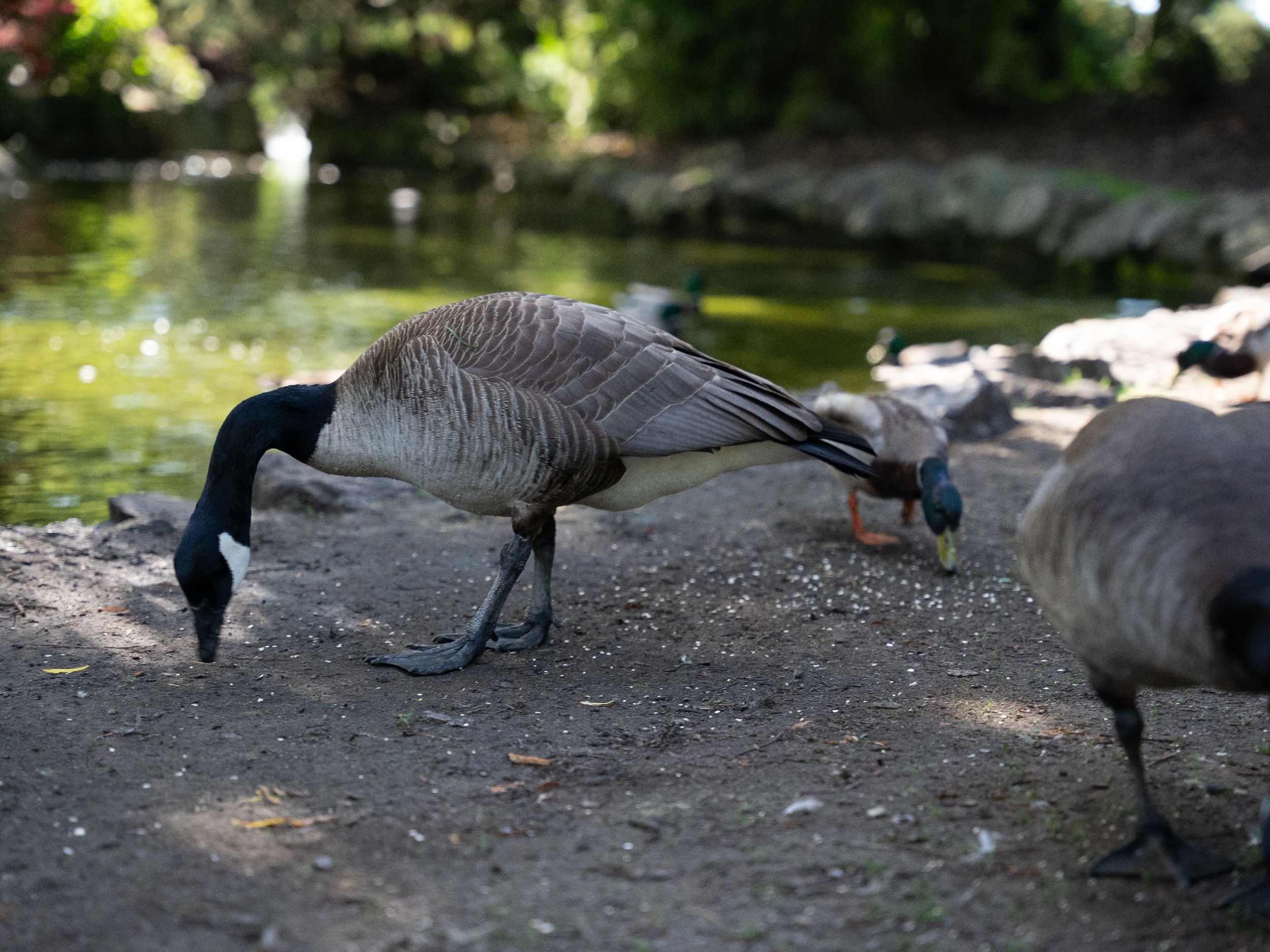 Ducks and geese enjoy a good feeding of birdseed at Beacon Hill Park.