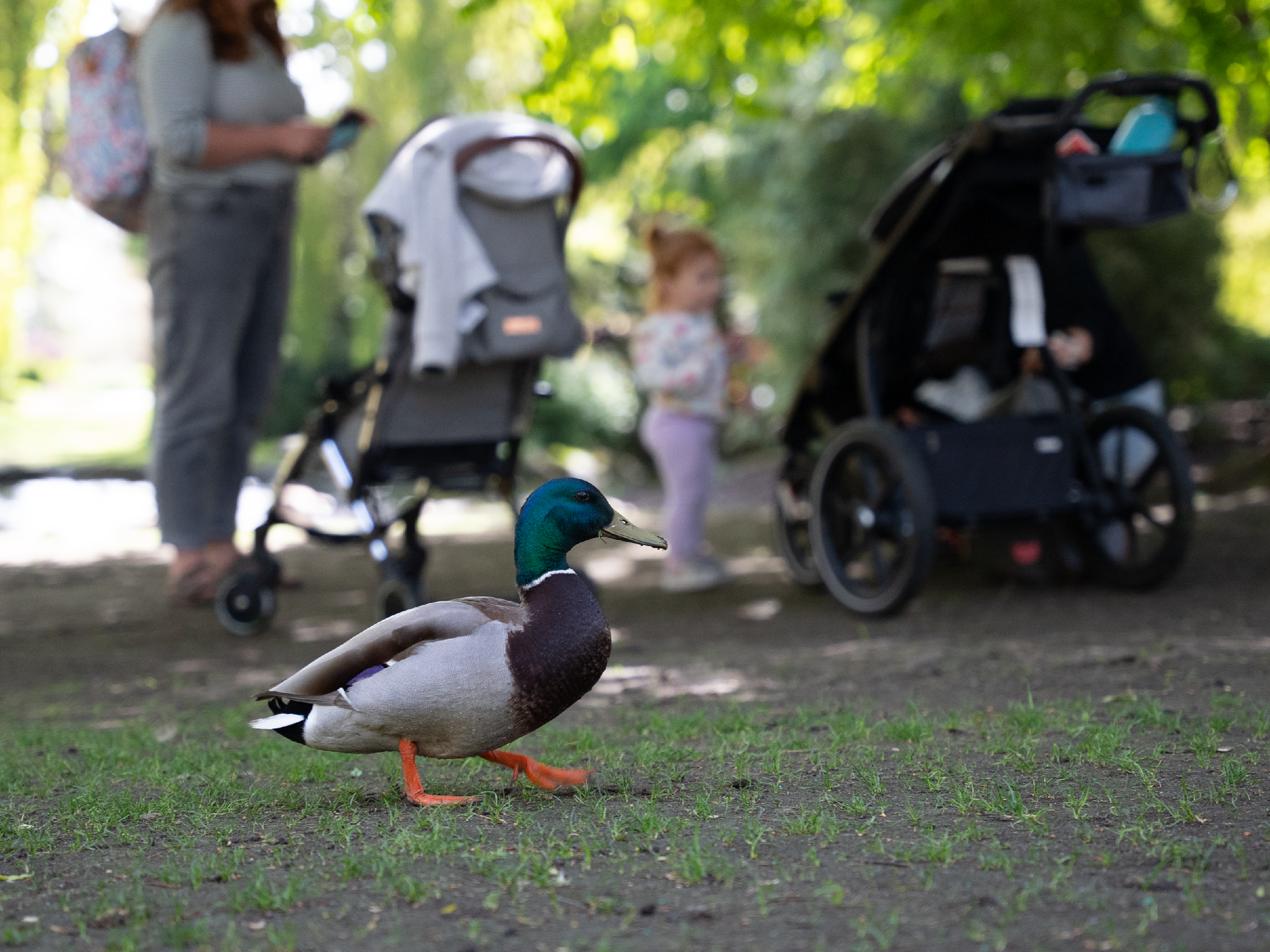 A duck delights a family nearby one of the Beacon Hill Park ponds.