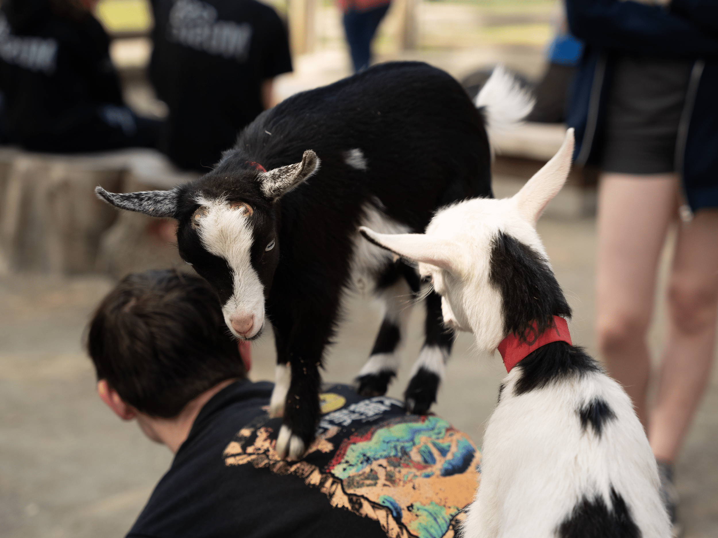 Both goat and human kids love the Beacon Hill Children's Farm!