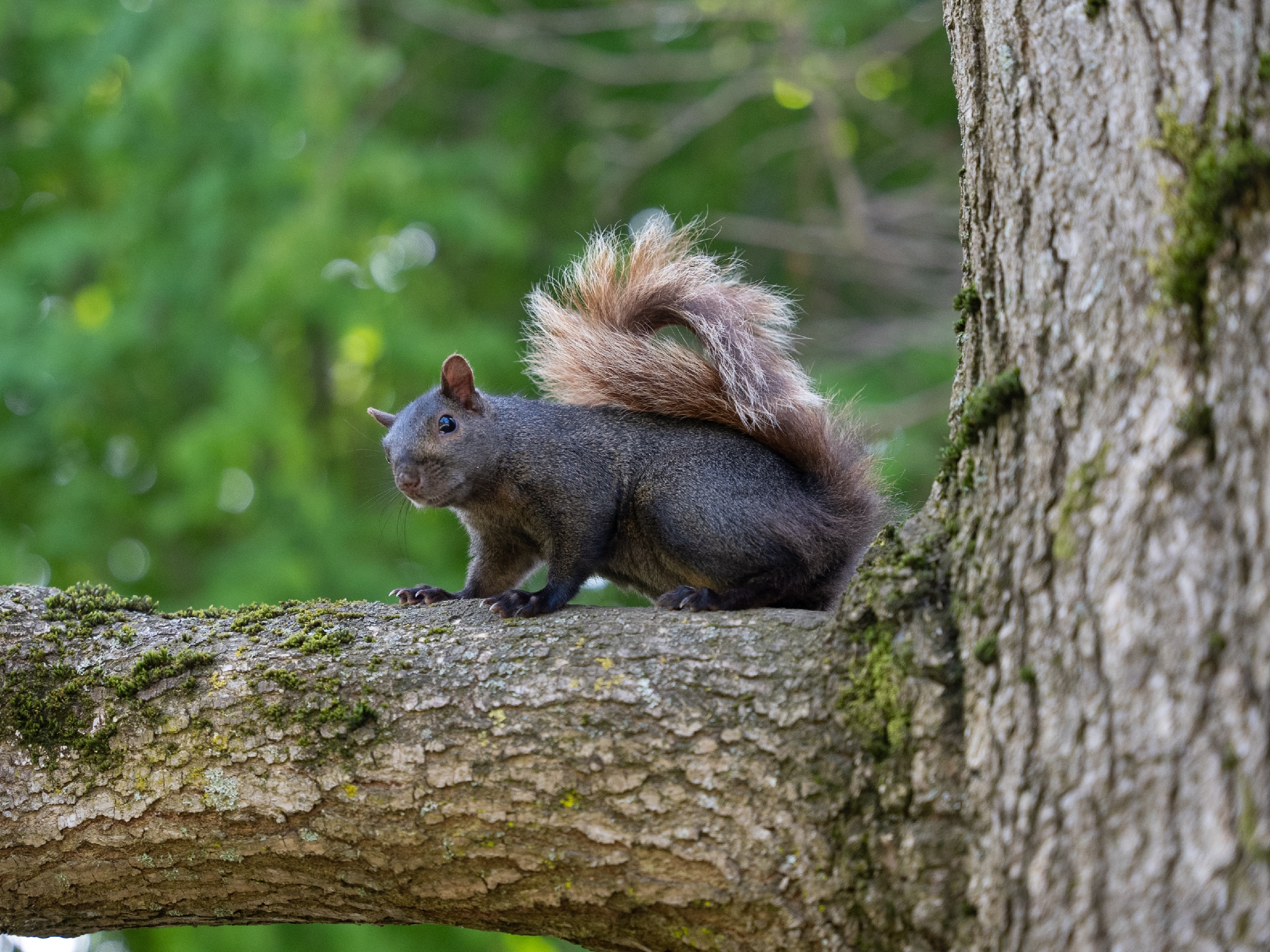 A squirrel looks on from one of the many massive trees in Beacon Hill Park.