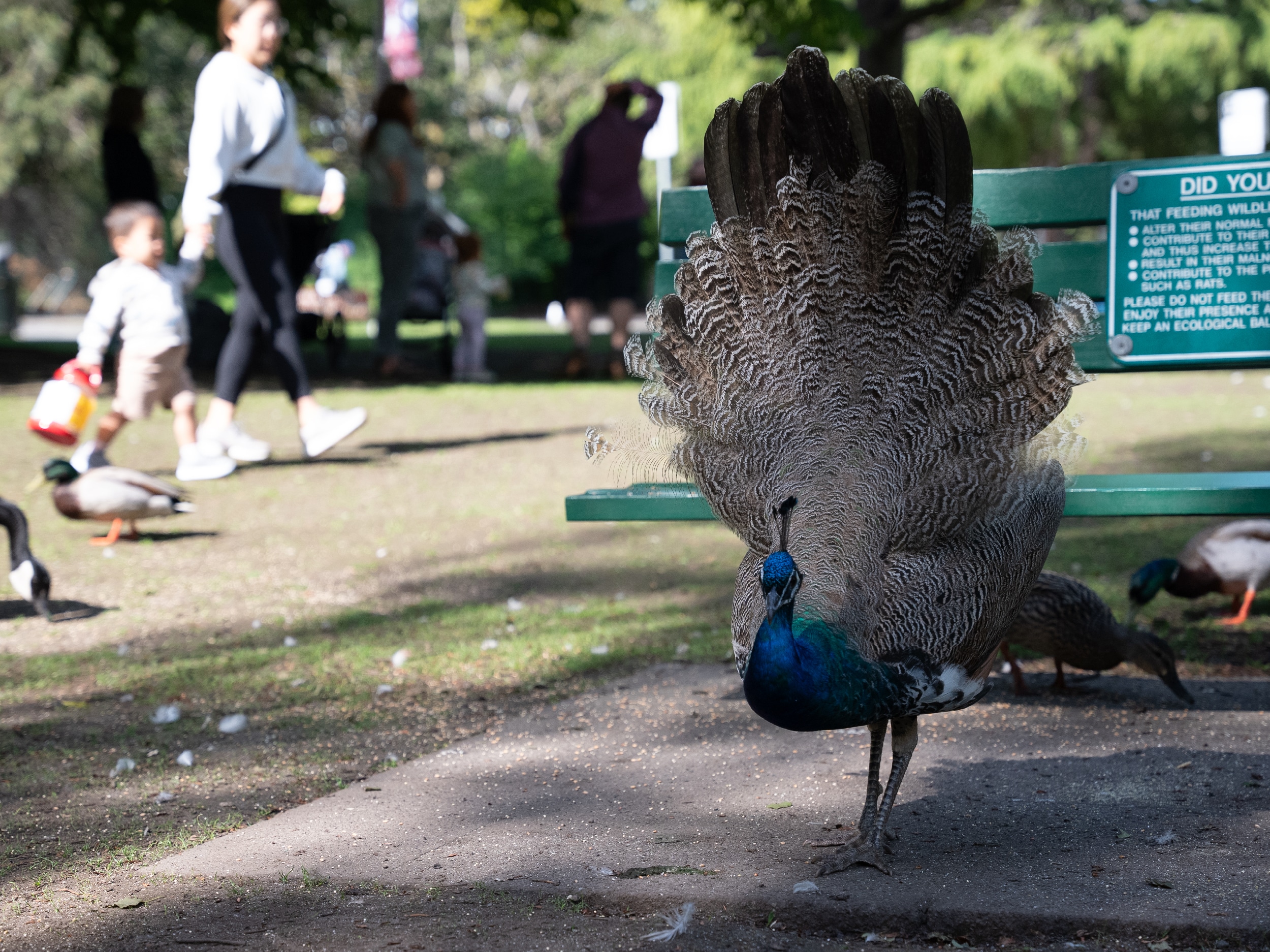 A moulting peacock, still doing his best to impress!