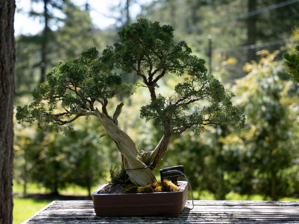 Bonsai trees in the beautiful Bonsai Garden at the Horticultural Centre of the Pacific.