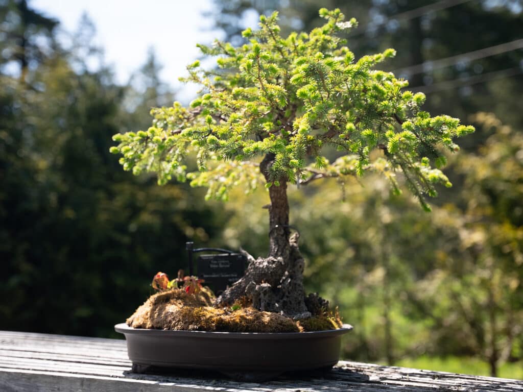 Enjoy a moment of serenity within the Bonsai Garden at the HCP.