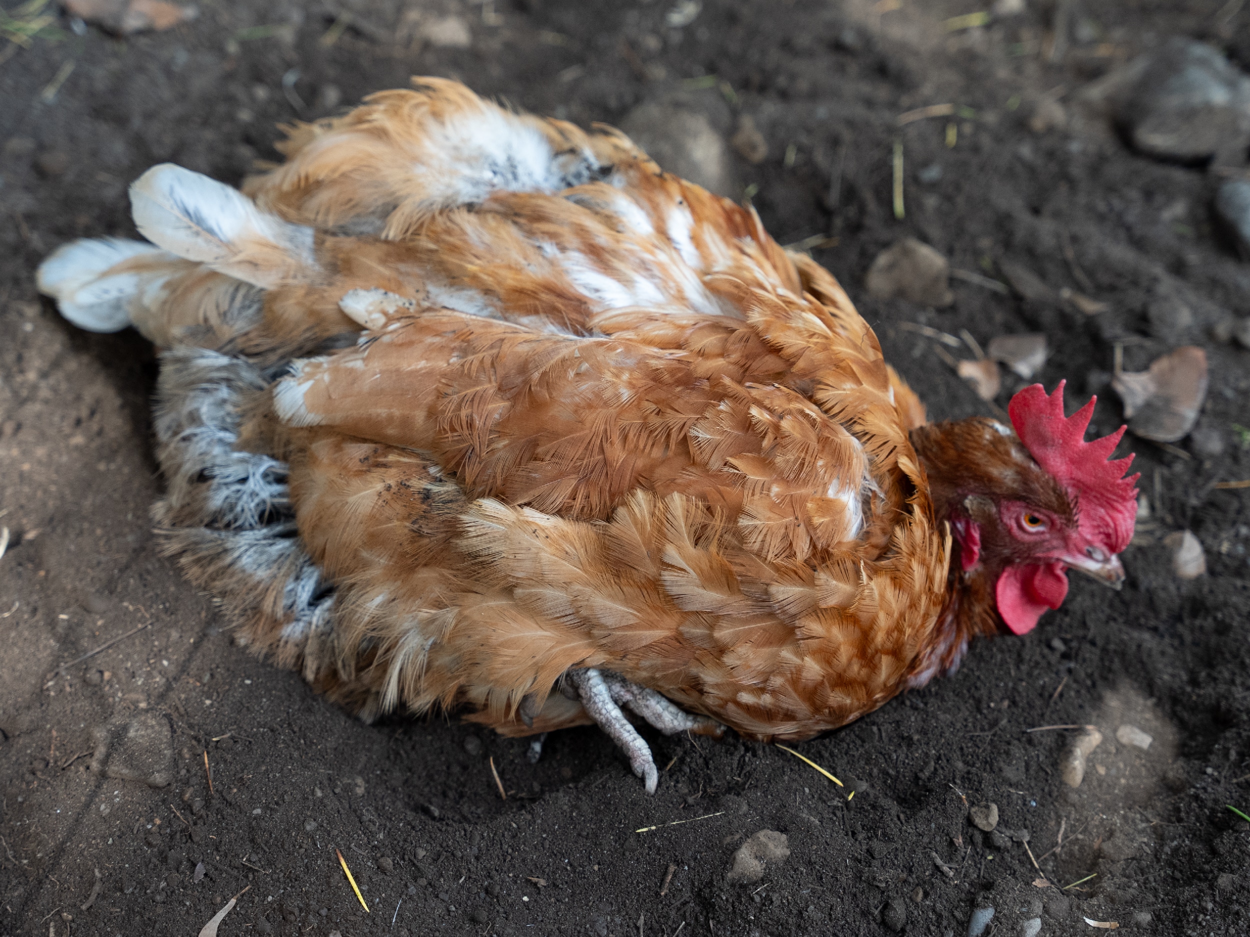 A chicken basks and enjoys a dustbath in the mid-day shade.