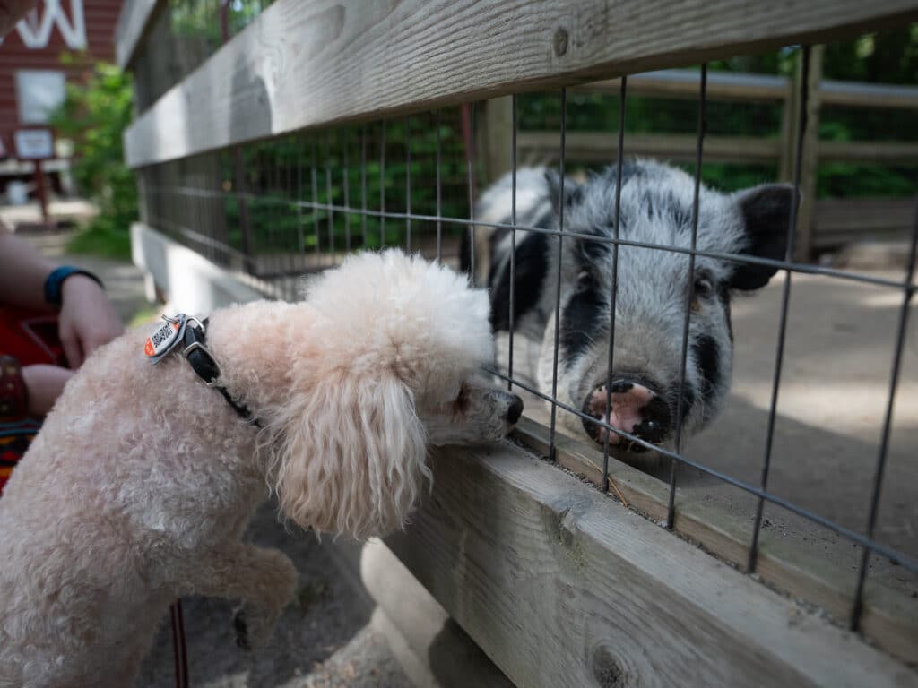 A small dog bumps noses with one of the resident pigs, Poppy.