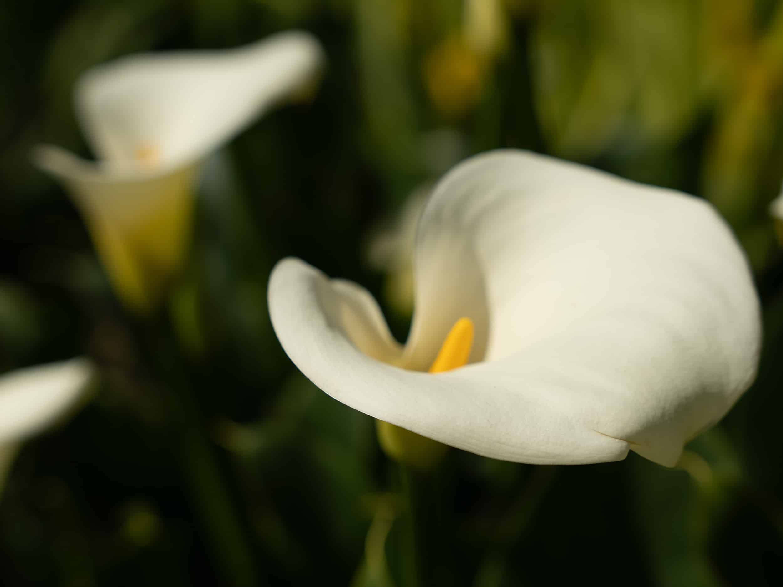 A lovely Arum Lily at the HCP.