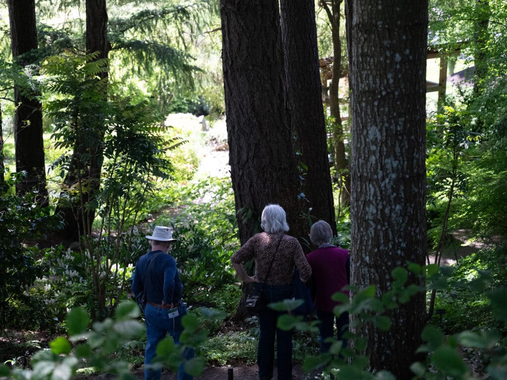 Enjoy forest bathing at its finest!