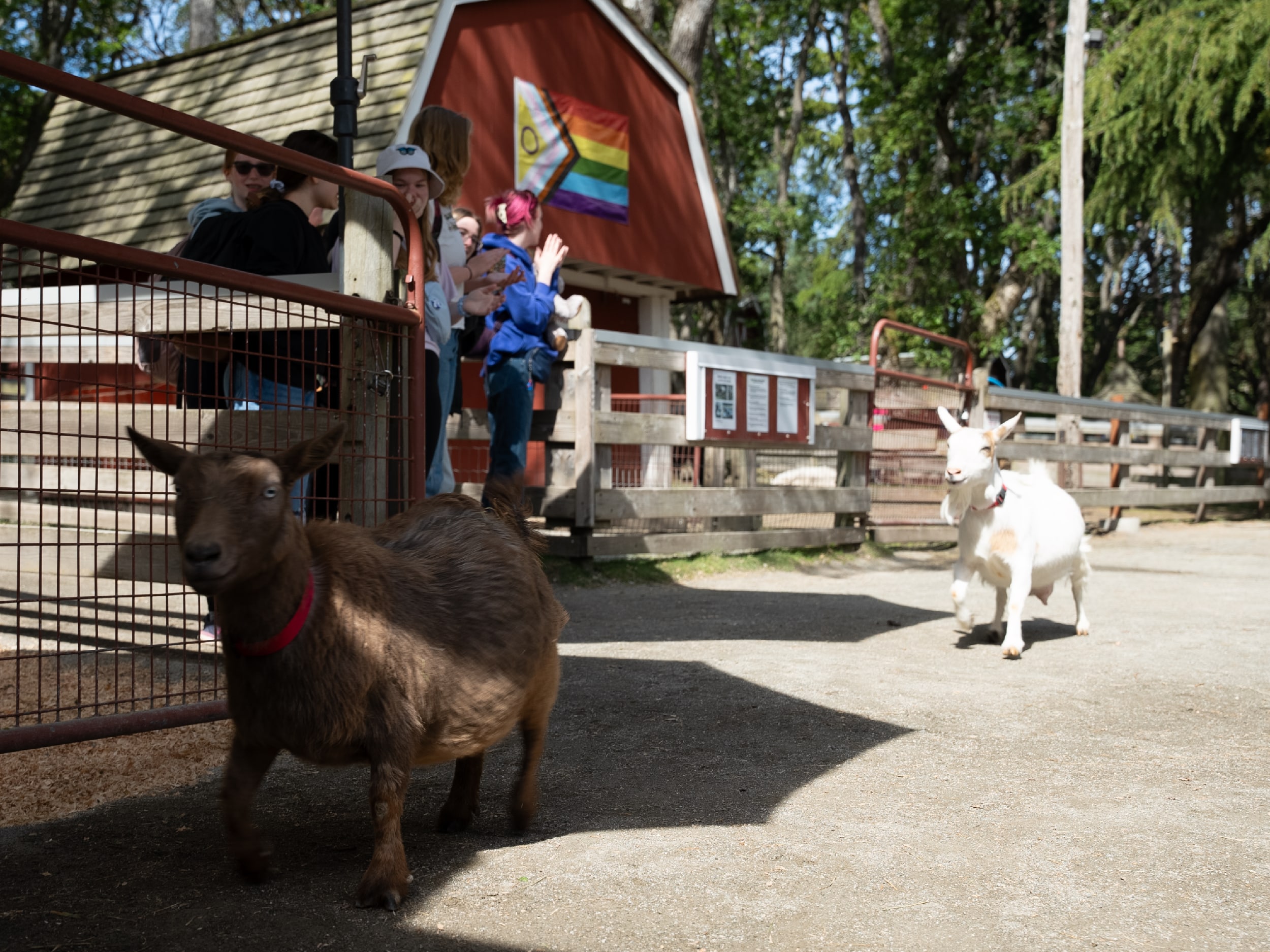 Onlookers delight as a stampede of goats arrives at their outdoor pen for the day.