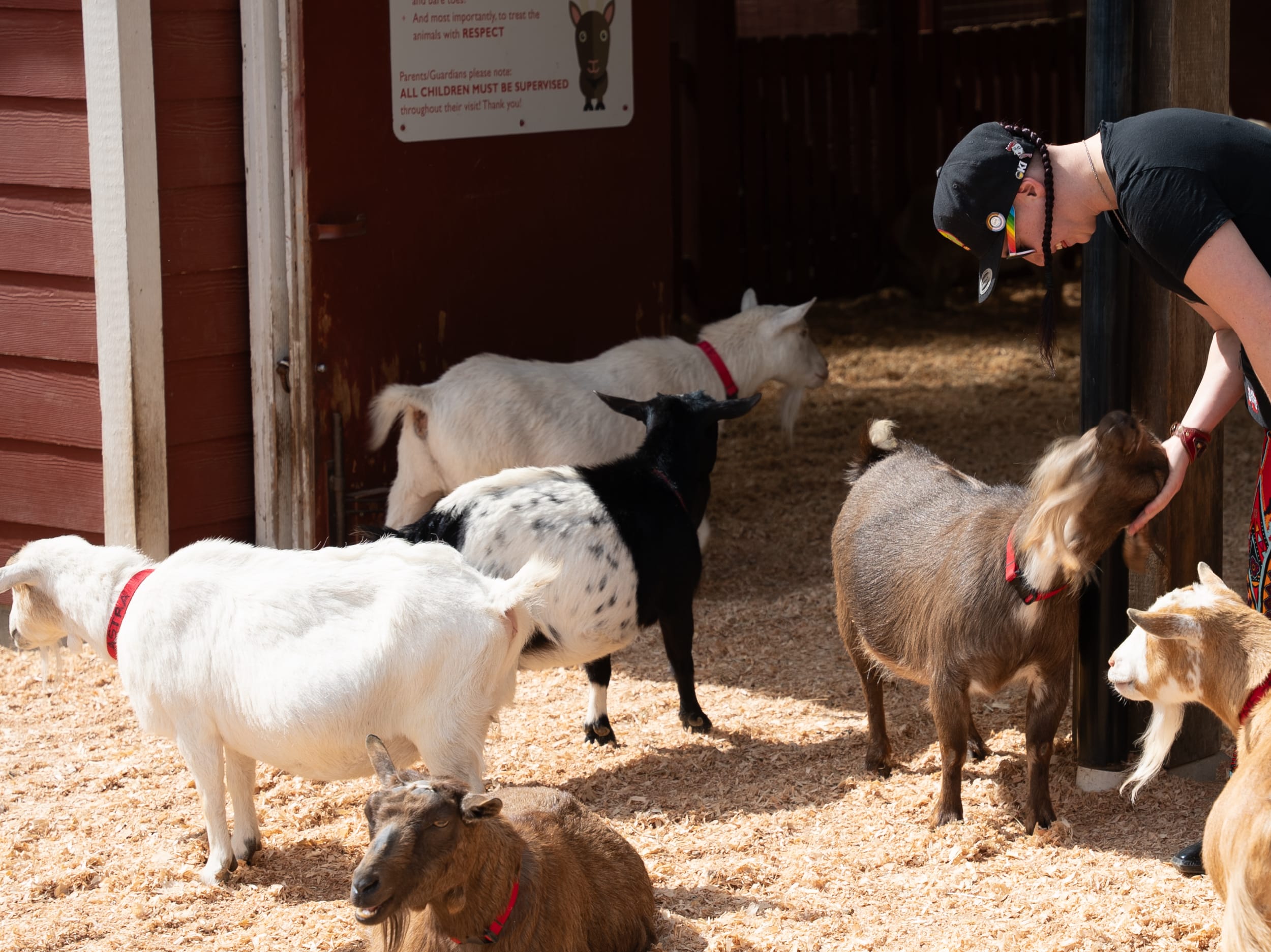 Happy goats enjoying some love and pets from visitors to the farm.