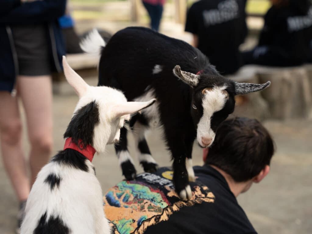 In the goat pen, you're free to gently interact with the animals - including the kids, who are quite confident and will climb all over you if given the chance!