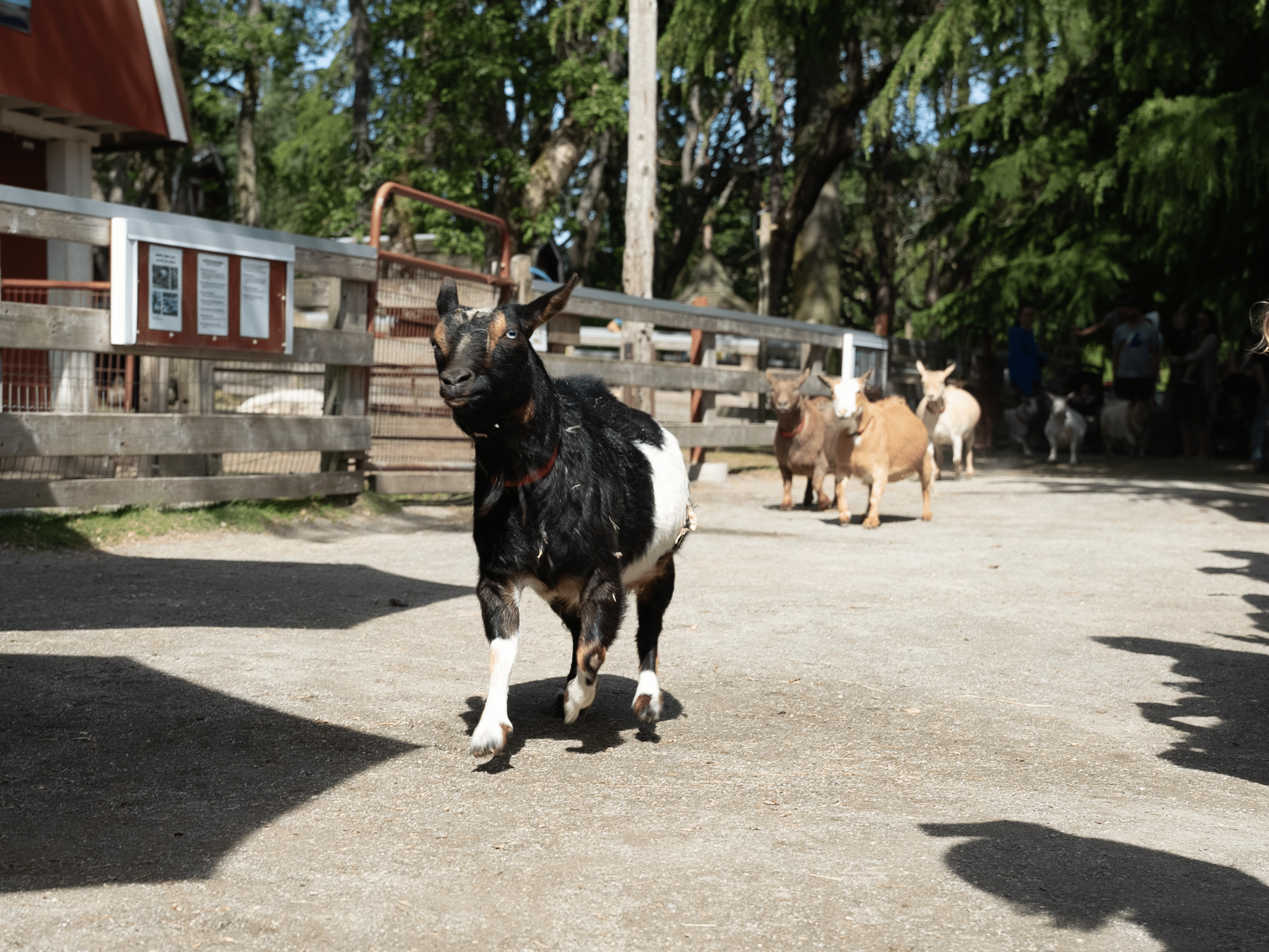 Goats eagerly rush to their outdoor pen to enjoy a day of cuddles and treats with farm guests.