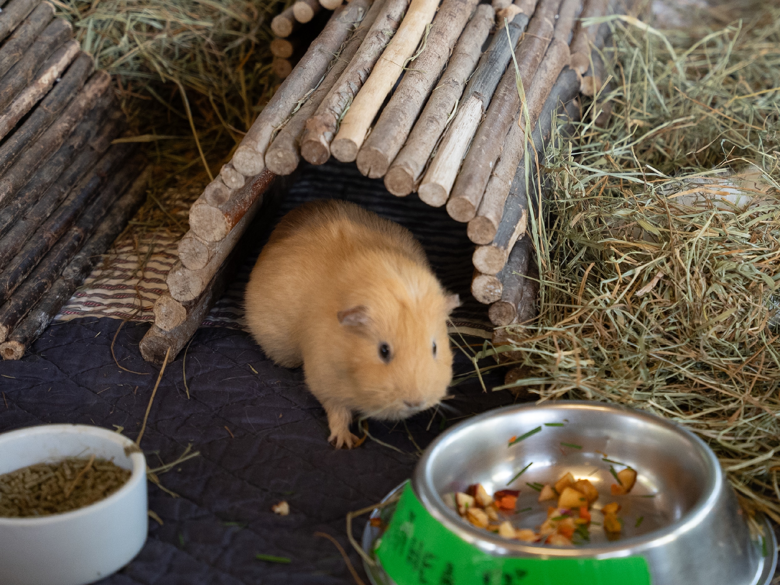 A guinea pig eagerly approaches her breakfast at the Beacon Hill Children's Farm.