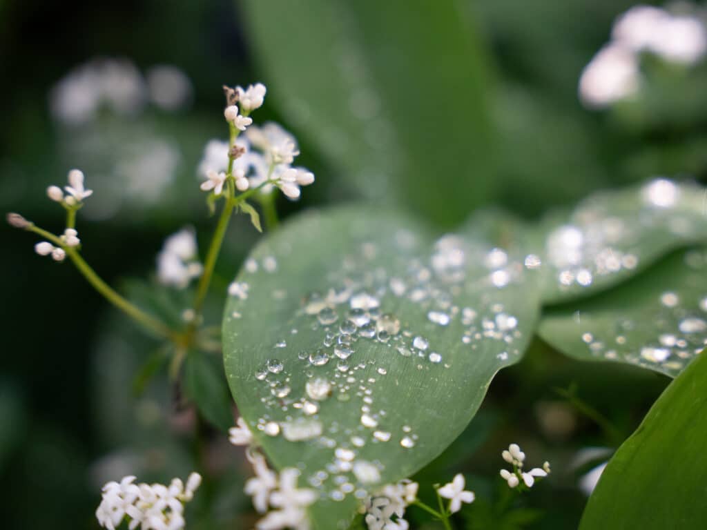 Lily of the Valley takes in the morning dew at the HCP.