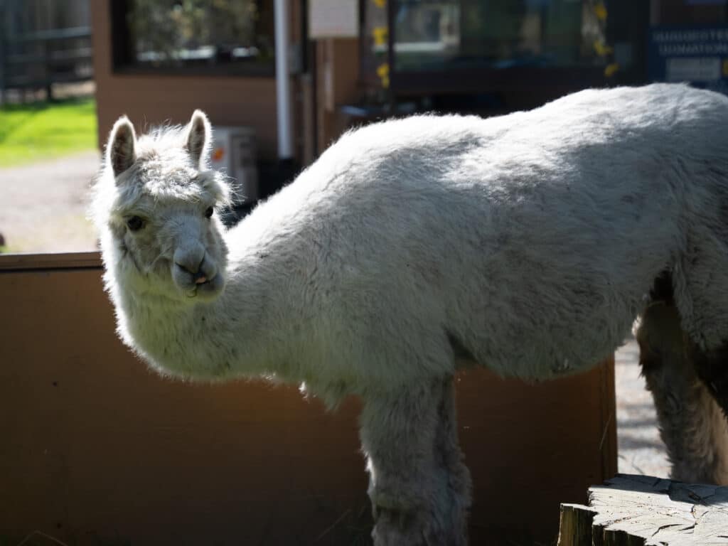 A friendly llama waits eagerly by the gate for the day's farm guests to arrive!