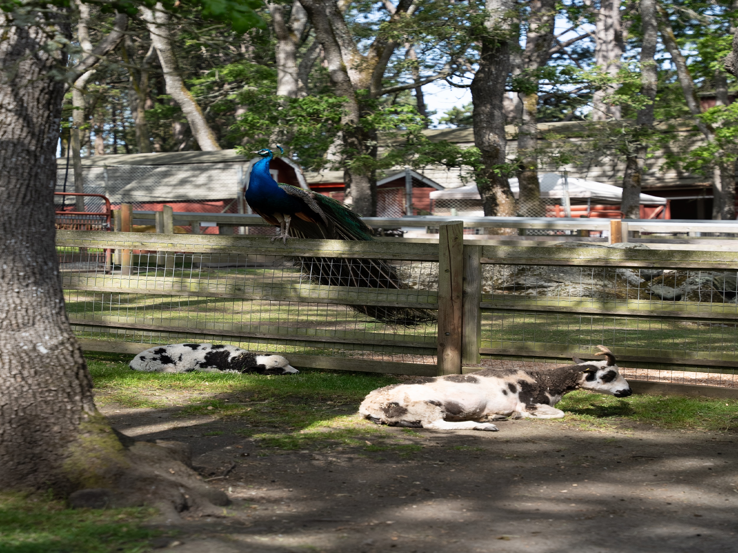 A peacock rests on a fence above a dozing goat.