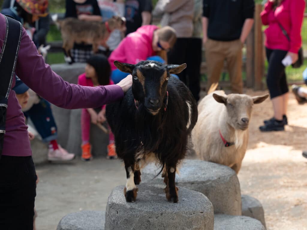 The goat pen is usually the highlight of the visit!