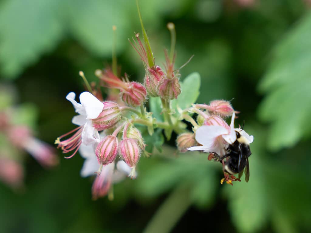 Native pollinators thrive at the HCP!