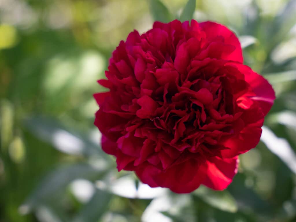 A stunning spring bloom at the Horticultural Centre of the Pacific.