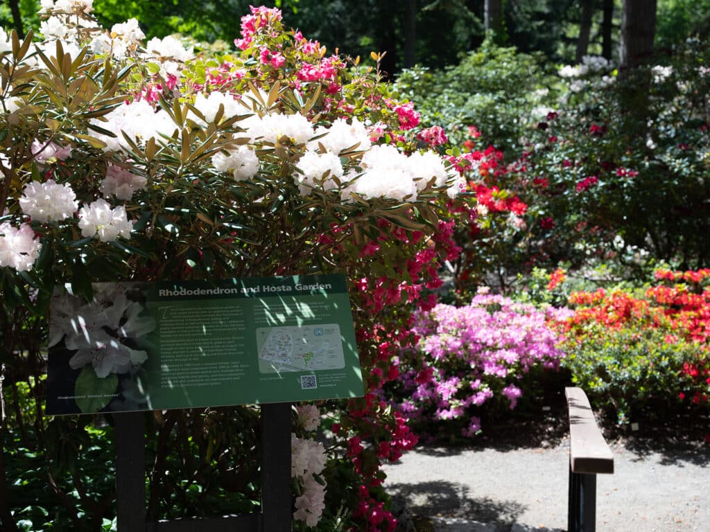 Learn what there is to know about Rhododendrons before venturing into the blooms.