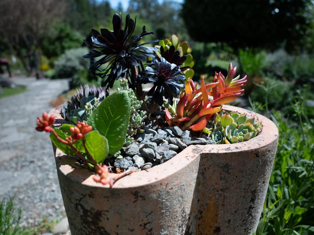 A small succulent garden thrives in the mid-day sunshine.