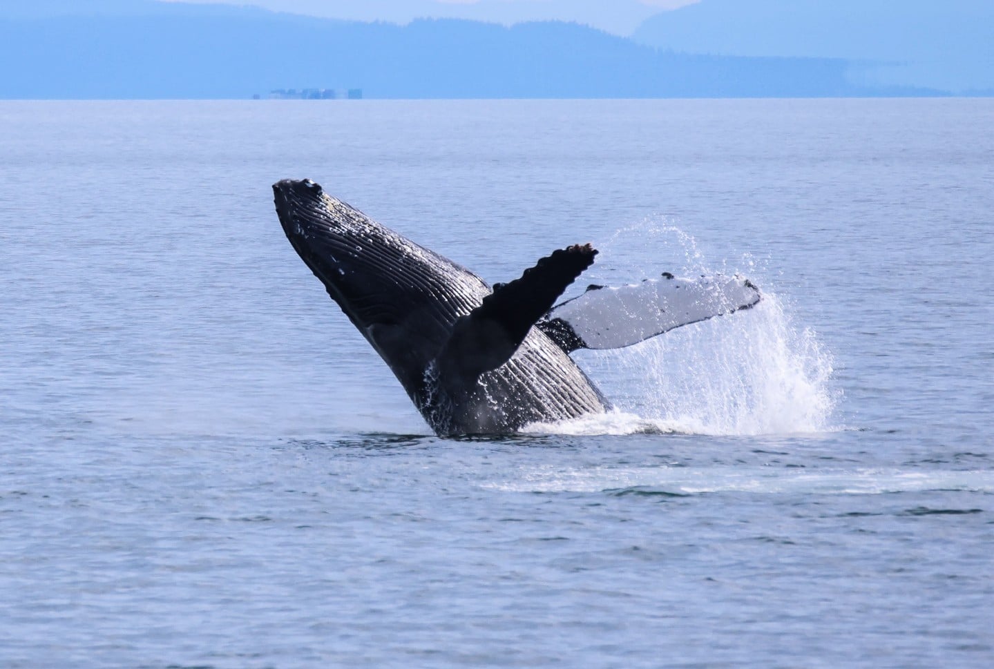 Photo credit: @princeofwhaleswhalewatching on Instagram 